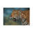 Jaguar by Richard Macwee - Gallery-Wrapped Canvas Giclée on Canvas-308624970-308624969