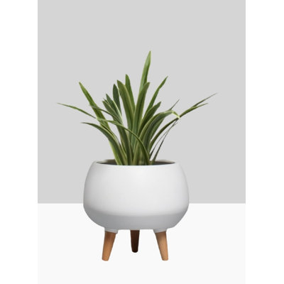 Ceramic Pot Planter