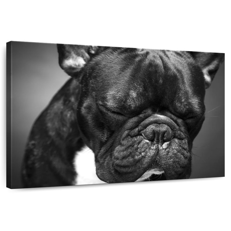 Bouledogue français mélancolique Brampt, H 30 po x l 45 po