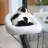 Engela Cat Perch