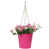 Rose vif