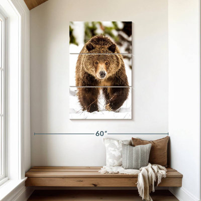 Ours grizzly en marche