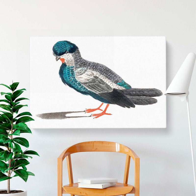 Pigeon by Johan Teyler - Wrapped Canvas, 35cm H x 50cm W x 3cm D