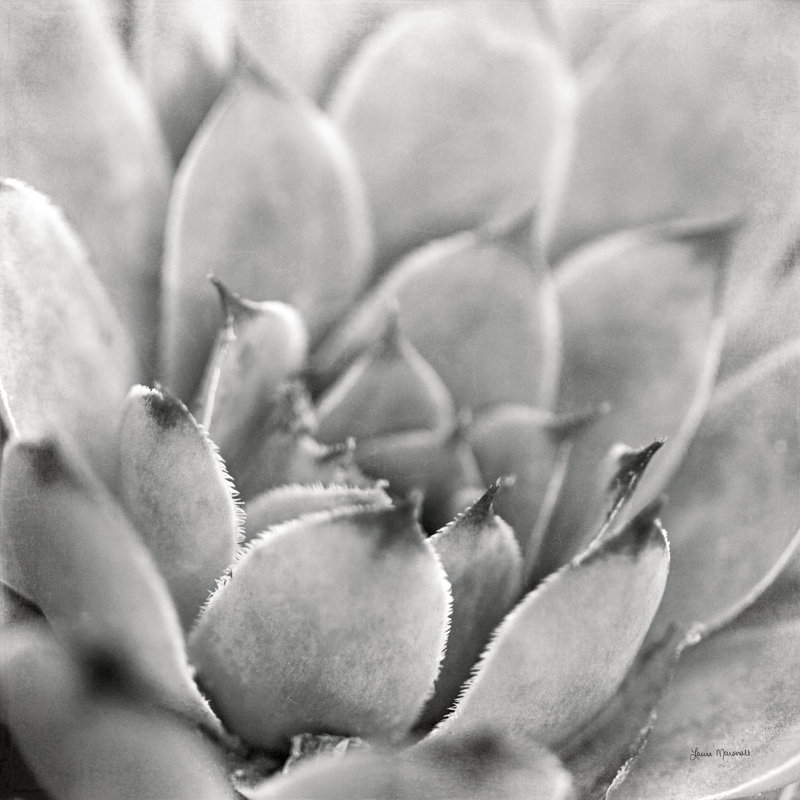 Garden Succulent I, H 12 po x l 12 po, Non, Toile tendue