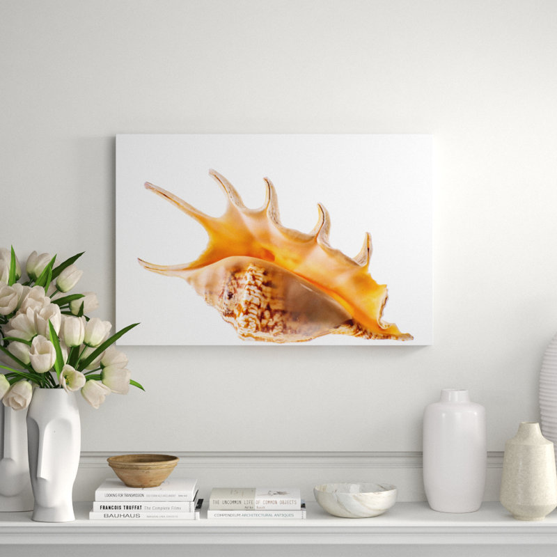 Spider Conch Shell Print, 24" H x 36" W x 2.5" D