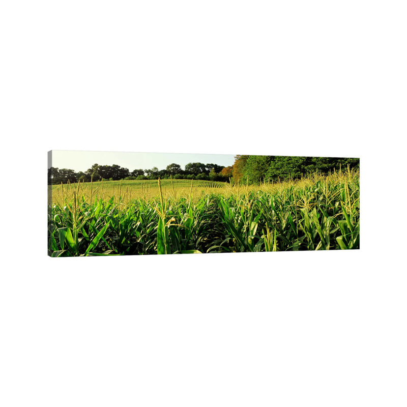 Cornfield, Baltimore County, Maryland, USA - Wrapped Canvas Panoramic Print, 30.48 cm H x 91.44 cm W x 1.91 cm D