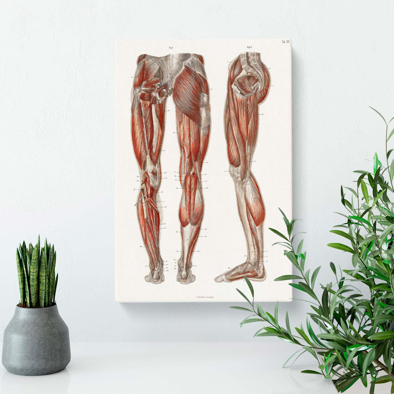 Anatomy of the Leg Muscles by Carl Ernst Bock - Wrapped Canvas Graphic Art Print, 50cm H x 35cm W x 3cm D