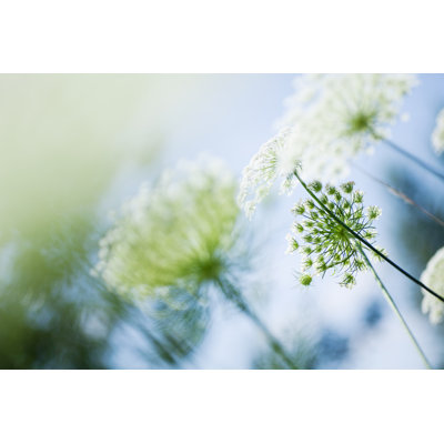 Queen Anne's Lace in Sunlight par Andipantz