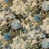 Sage selected