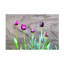 Art sur toile, tulipe bolognaise, Kent-104136988