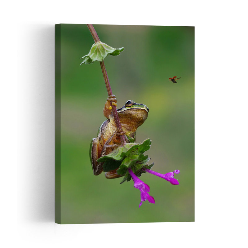 Curious Tree Frog Delicate Vibrant Contemporary Frog Flower Nature Wall Art Print 1 Piece Wrapped Canvas Wall Art