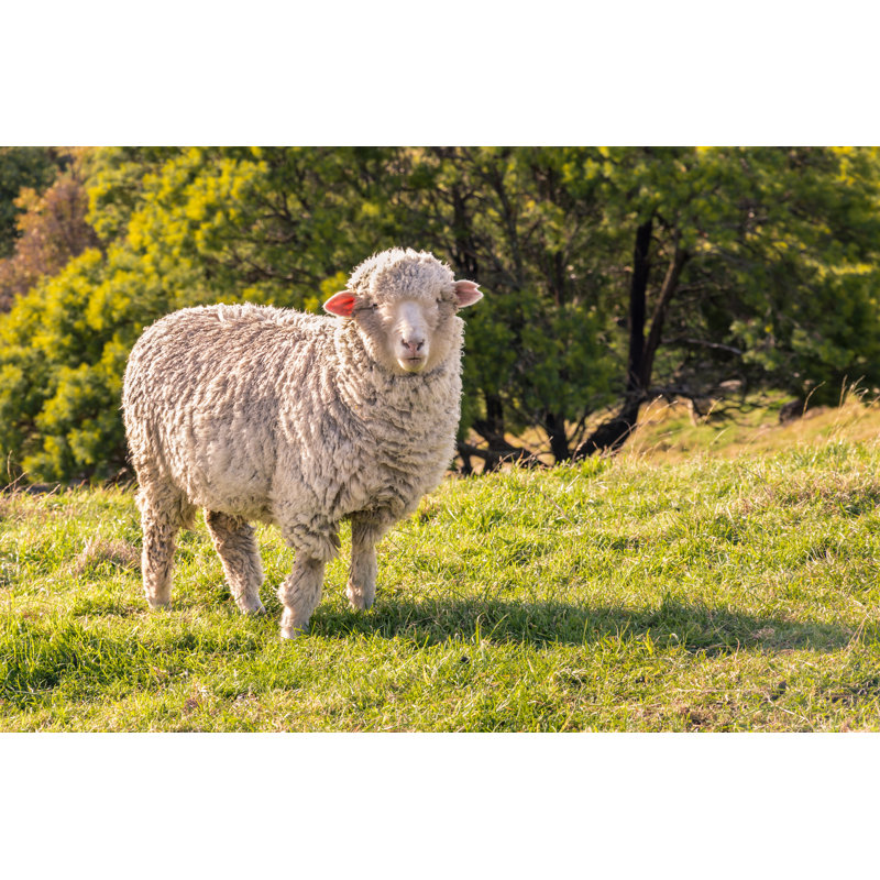 Curious Merino Sheep by PatrikStedrak - Wrapped Canvas Print, 30cm H x 46cm W