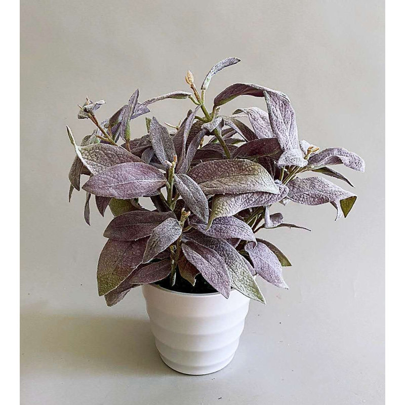 -4 POT DE SAUGE POURPRE, Purple