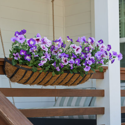 Petunia Window Box Filler