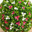 24 po Bougainvillée artificielle résistante aux rayons UV (intérieur / extérieur)