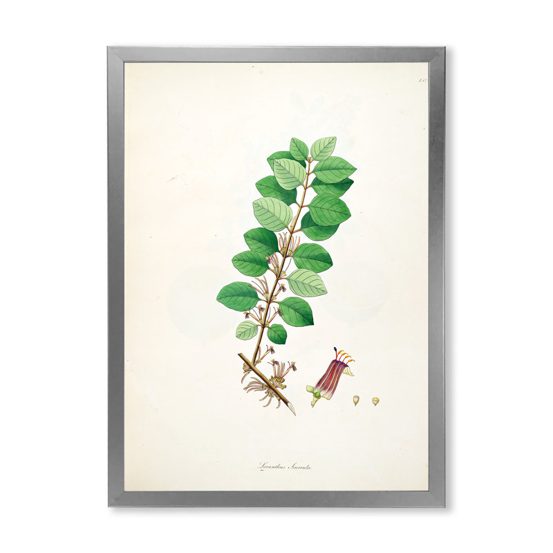 «Vintage Plant Life XVII», peinture sur toile, H 40 po x l 30 po x 1,5 po, Cadre photo argenté