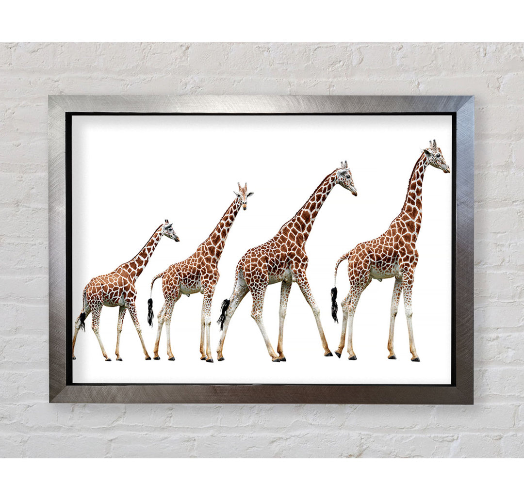 Giraffe Lineup - Einzelne Bilderrahmen Kunstdrucke