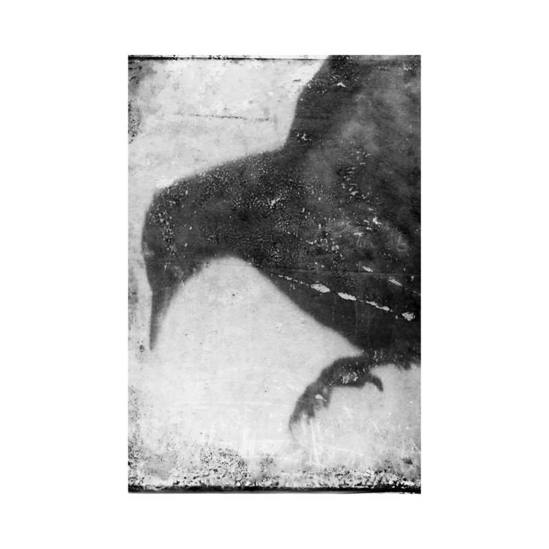 B&W Flight I by Ingrid Blixt - Wrapped Canvas Print, 20.32 cm H x 30.48 cm W