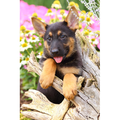 German Shepherd Puppy by Jlsnader - Wrapped Canvas Photograph