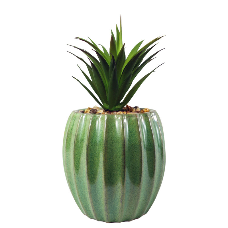 Annistin 20cm Plant
