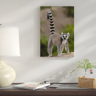 " Ring-Tailed Lemur Portrait On Rocks In The Andringitra Mountains, Vulnerable, South Central Madagascar "