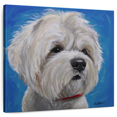 Crowle Maltese Shih Tzu Pipa