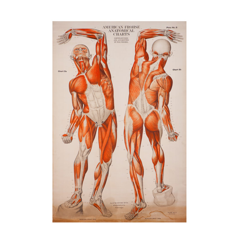 «American Frohse Anatomical Wallcharts Plate 2 On Canvas» par Print Collection, reproduction, H 32 po x l 22 po x P 2 po