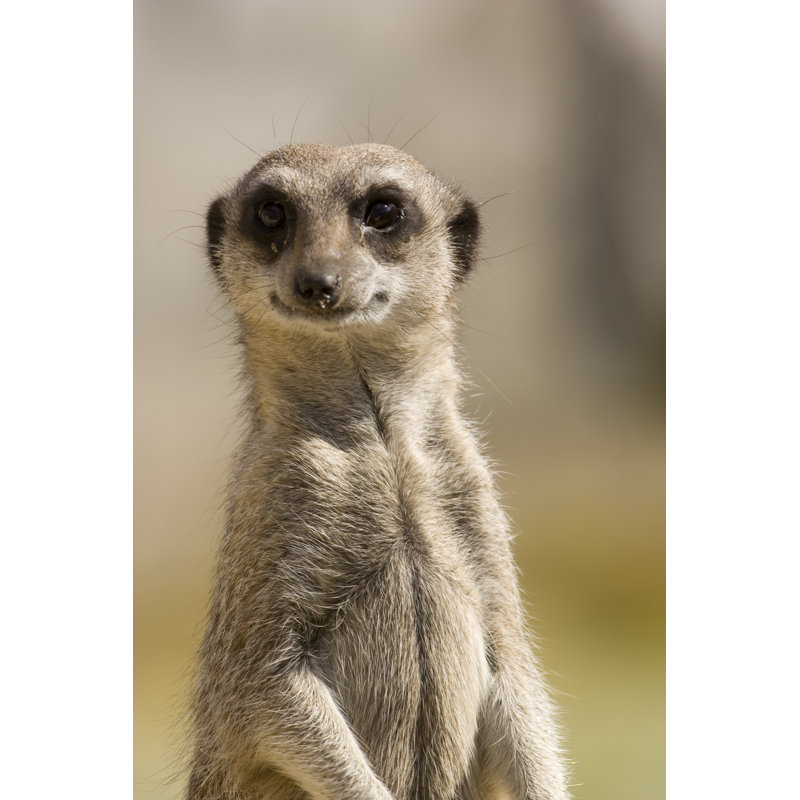 Look Out Meerkat - Wrapped Canvas Print, 30cm H x 20cm W x 3.8cm D