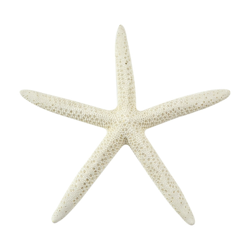 Ensemble d'étoile de mer à doigts Schoenbeck