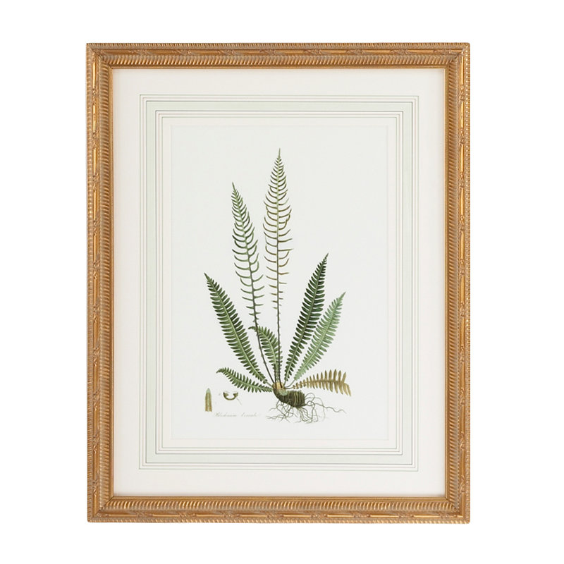 Curtis Ferns III Print