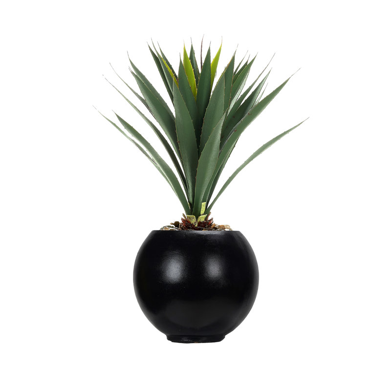 Yucca Plant in Porter Planter, Black