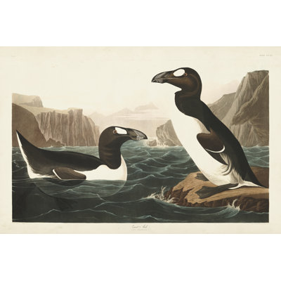 Pl 341 Great Auk