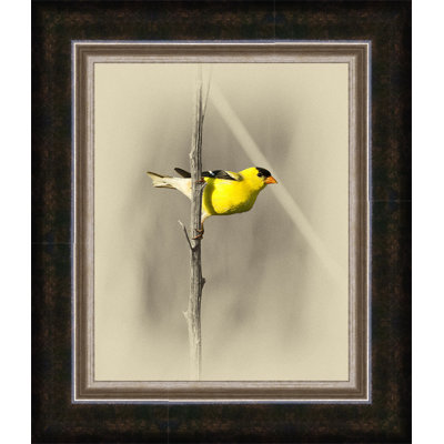 " Gold Finch "