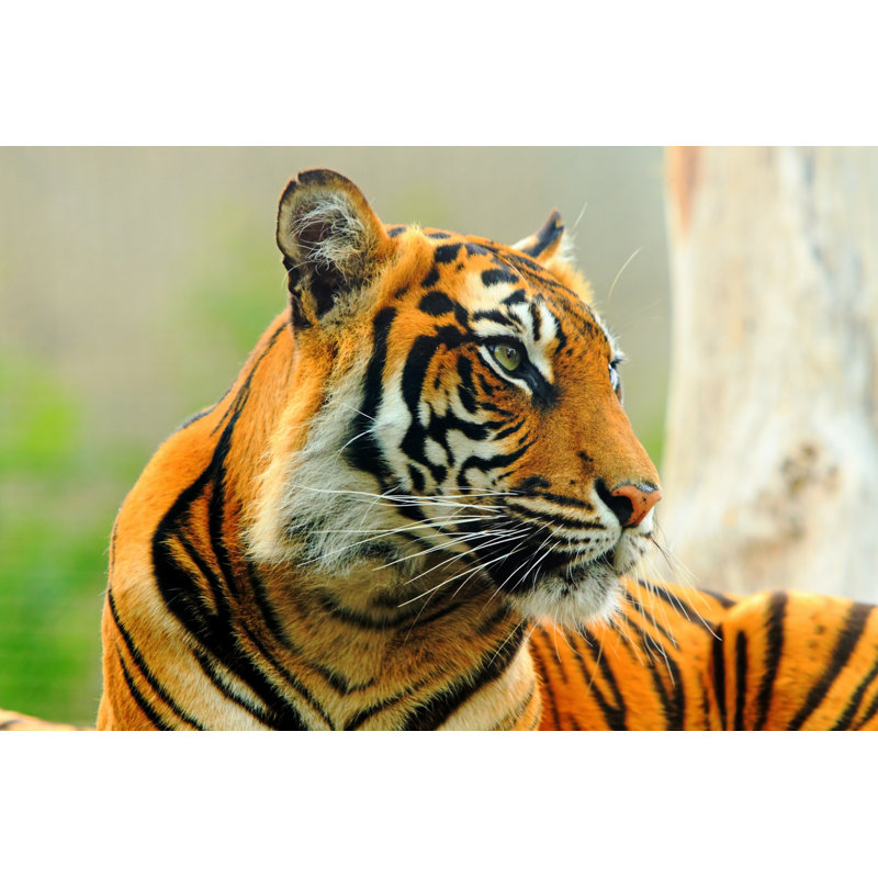 Sumatran Tiger Face - Wrapped Canvas Print, 61cm H x 91cm W x 3.8cm D