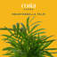 Parlor Palm Plant in Planter