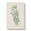 Illustration of Chinese Wisteria Flowers - Wrapped Canvas-55304459