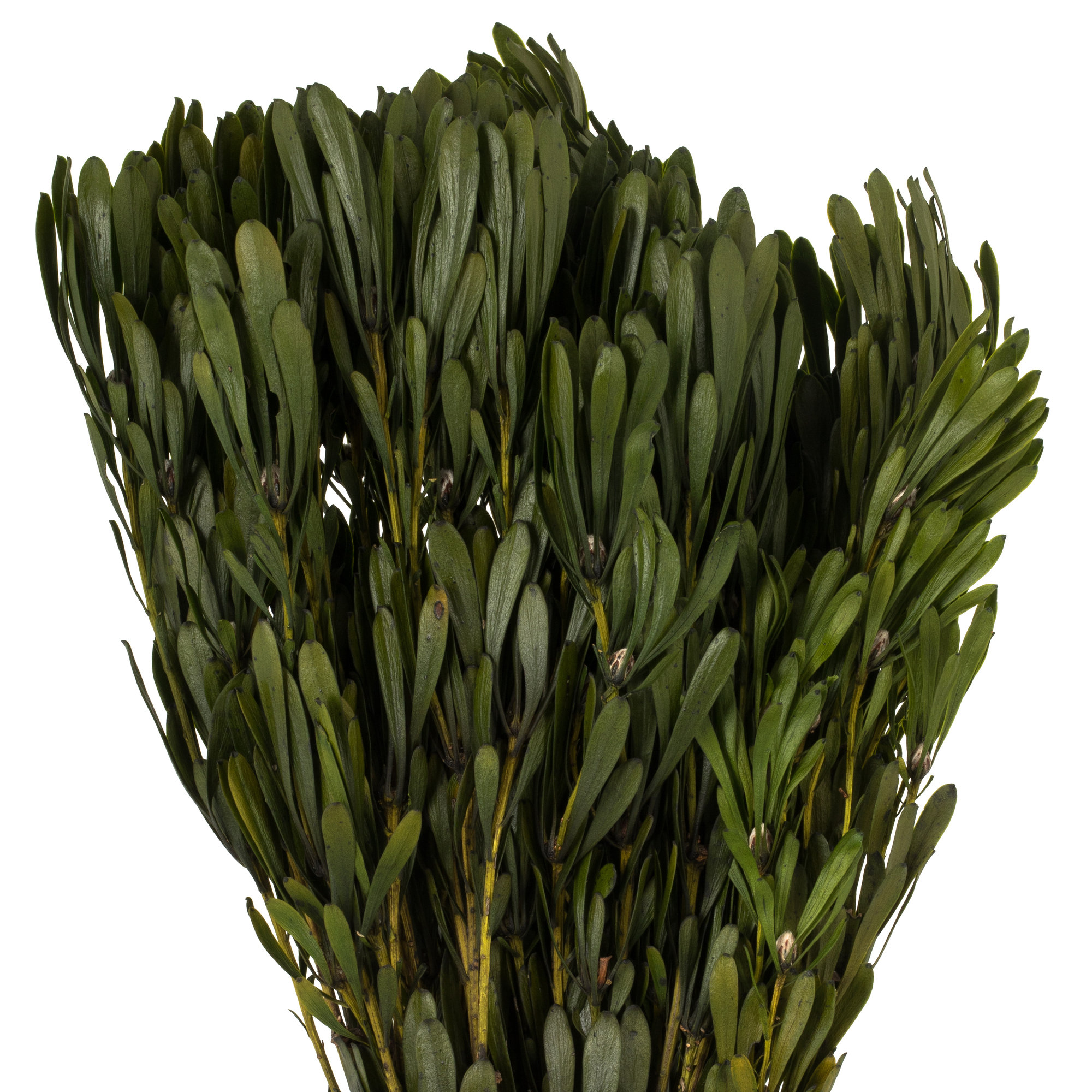 18'' Plant