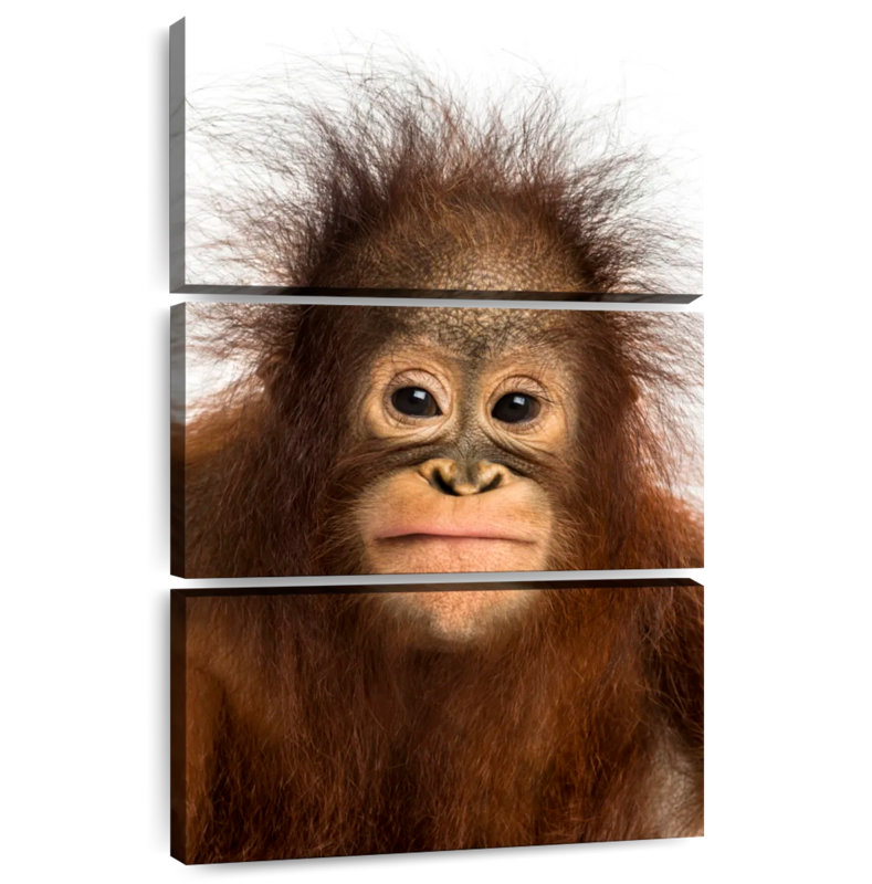 Brampt Hairy Forest Brampt, 50" H x 32" W