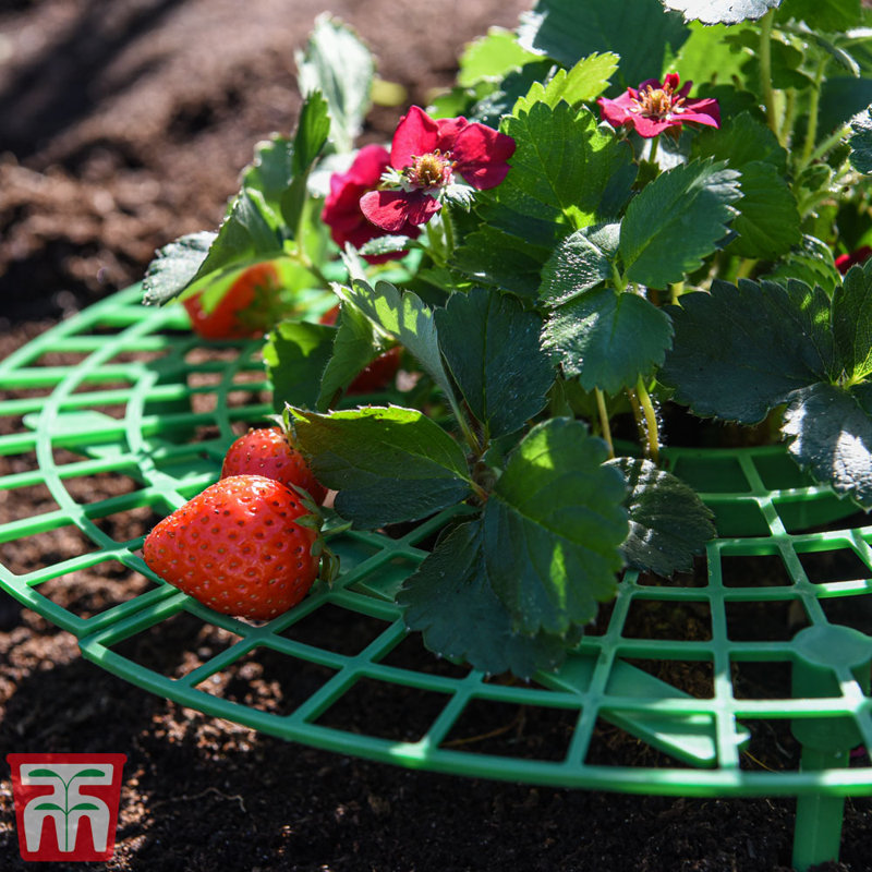 Croyle Strawberry Plant Support Frame (x5)