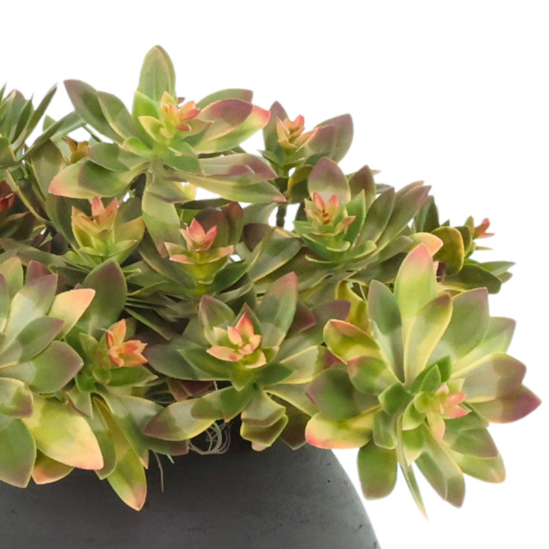Arrangement Echeveria