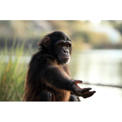 Chimpanzee - Wrapped Canvas Print