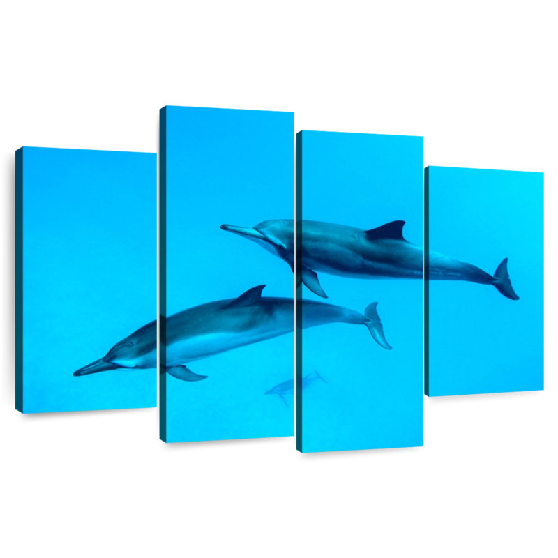 Dauphins Brampt Maui, H 22 po x l 36 po