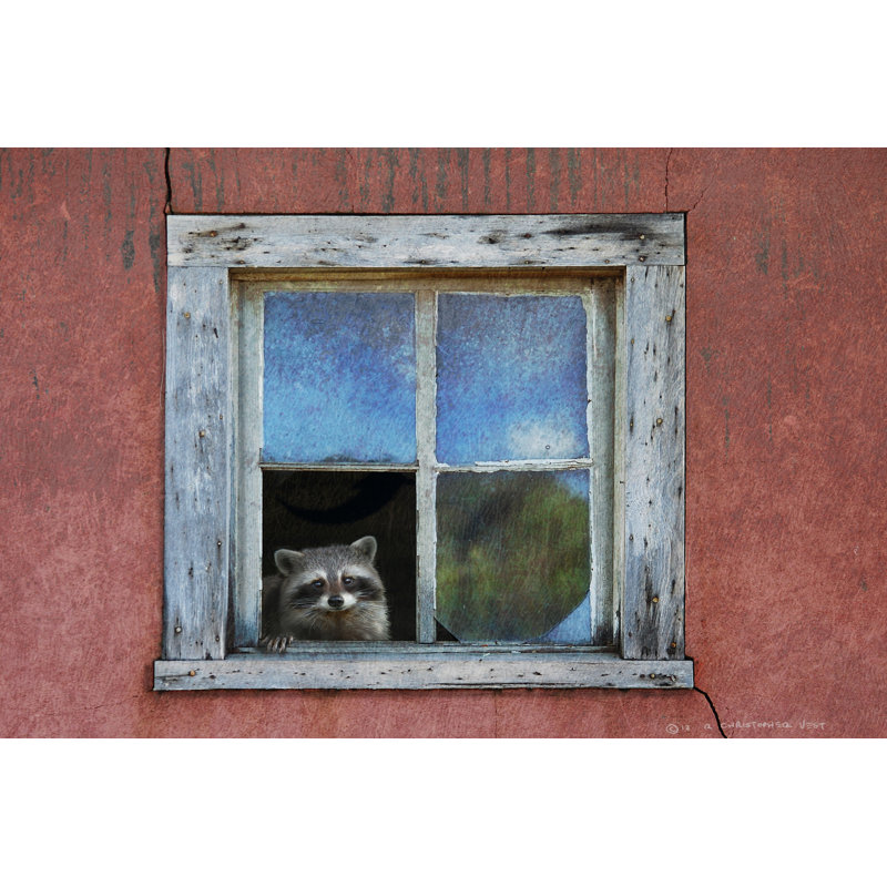 Raccoon Window by Chris Vest - Wrapped Canvas Painting, 20cm H x 30cm W x 3.8cm D