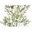 7FT Whispy Olive Tree in Grower Pot