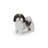 Standing Shih Tzu