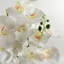 Anneus 70cm Plant