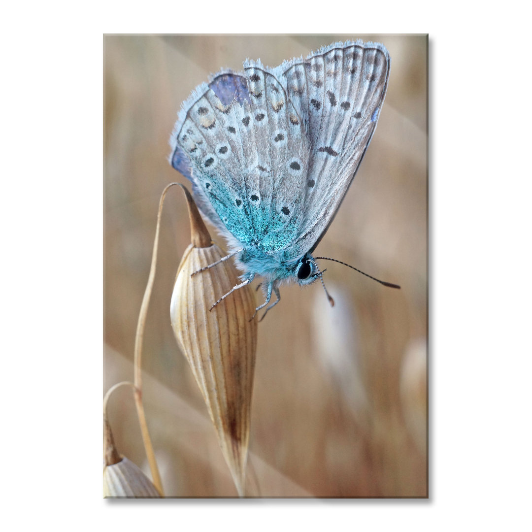 Ungerahmtes Foto auf Glas "Schmetterling auf natürlicher Blüte"