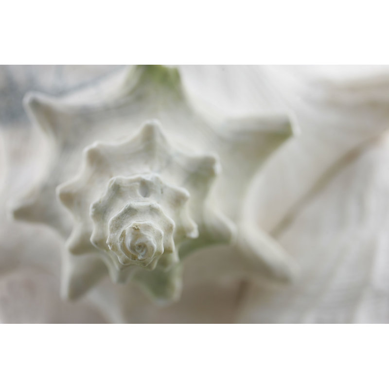 " Conch Shell ", 24" H x 36" W