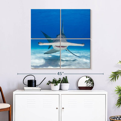 Requin-marteau Brampt nageant