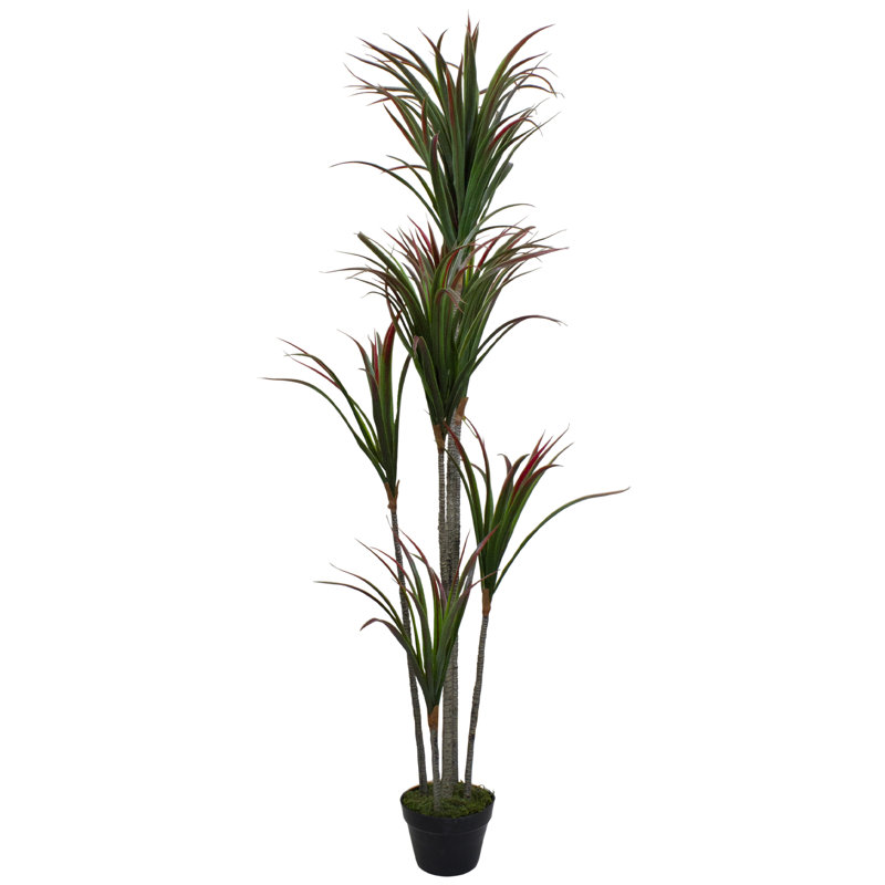 Plante verte 5,5 'Dracaena Marginata